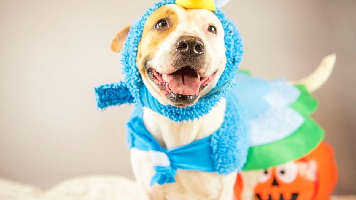 Manatee County Animal Services will waive adoption fees next weekend as part of the “Adopt-O-Ween: Howls and Meows” event.