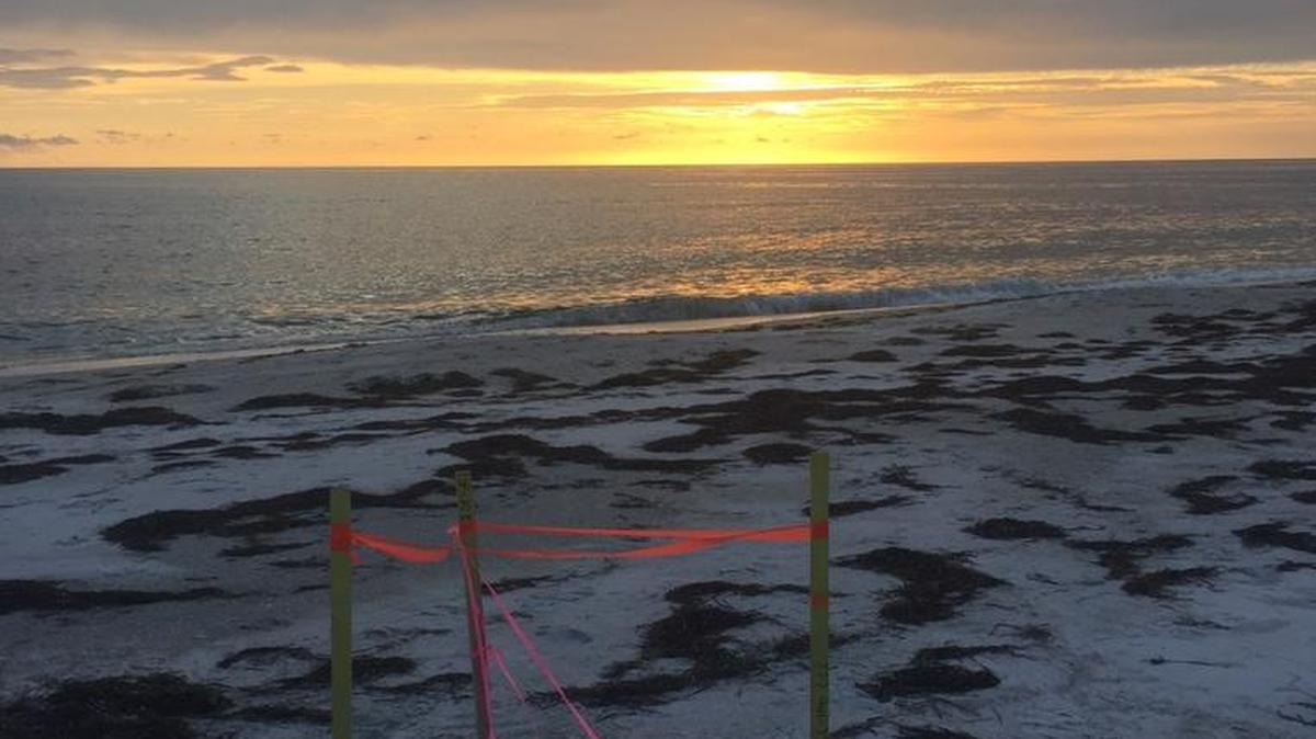 A marked turtle nest is seen Wednesday after Hurricane Irma.
