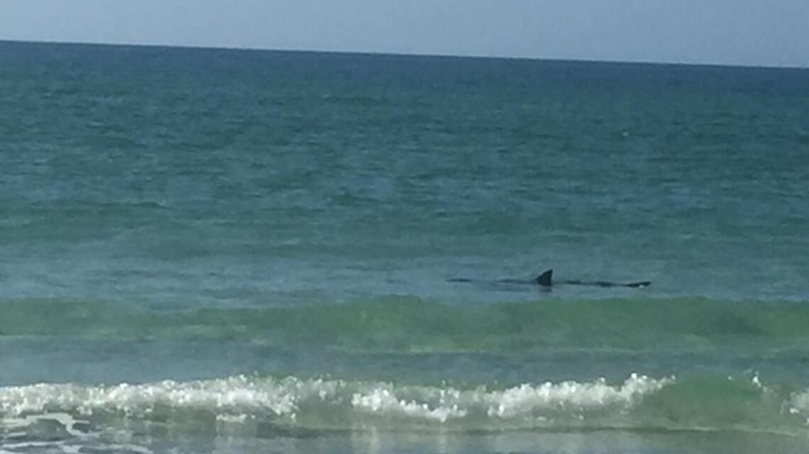 Big shark spotted off Anna Maria Island | Bradenton Herald