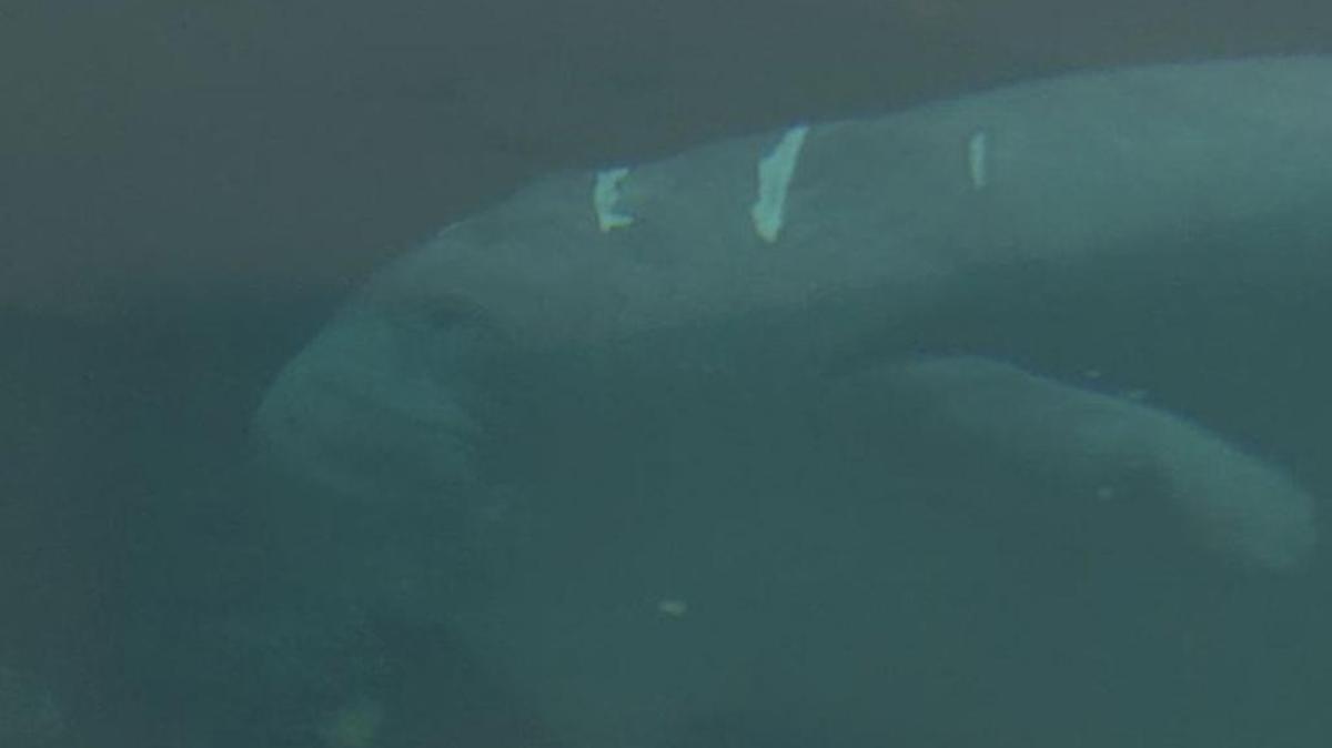 Laguna, the newest manatee to joing the South Florida Museum, was rescued on May 29 from Mosquito Lagoon on Florida's east coast.