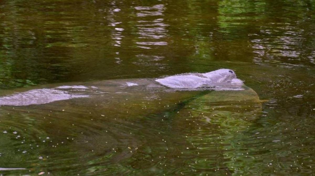 A manatee and her calf rise for air while swimming in Ware’s Creek in Bradenton in 2016.