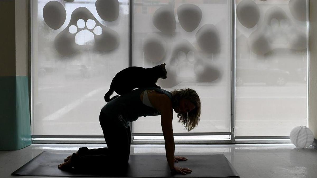 Yoga instructor Mallory Carteaux poses with Gary, a brown tabby cat, in this file photo. Manatee County Animal Services announced the Downtown Cat Adoption Center will reopen Friday after being closed due to a nearby water main break for more than a month.