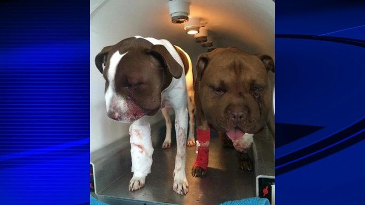 Red and Quail are expected to make a full recovery.