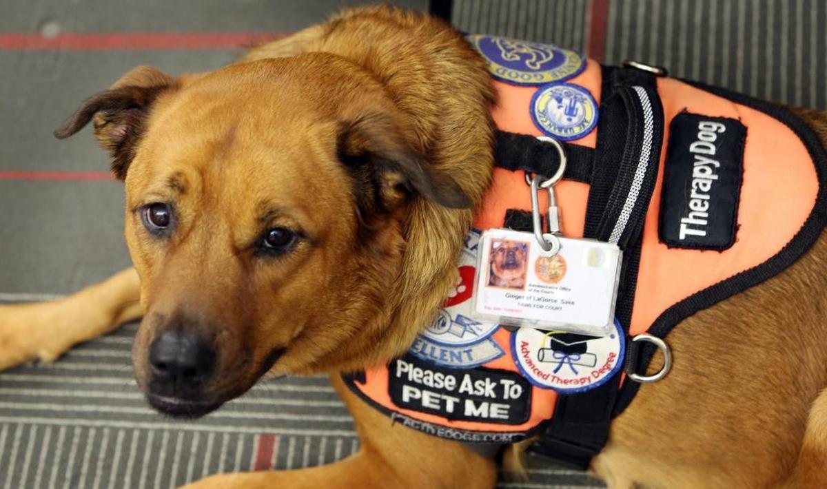 Ginger, a Paws in the Court therapy dog, gets a break between hallway and courtroom visits Friday, June 30, 2017.