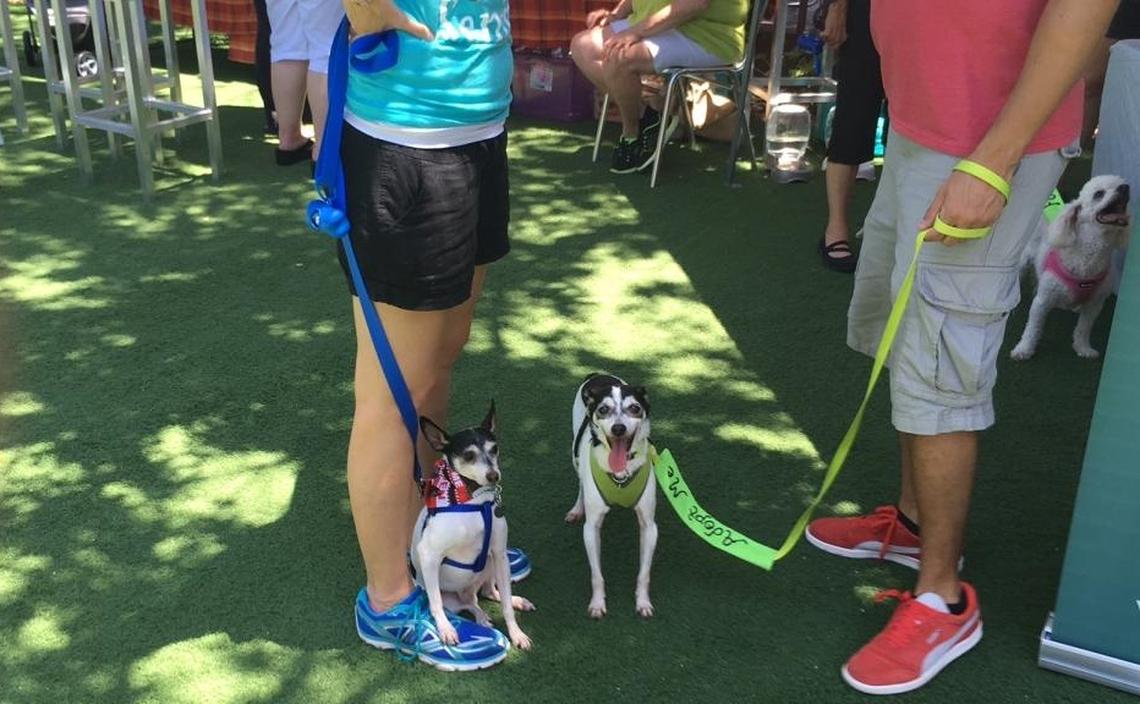 8/21/16--Dogs and their owners can enjoy socializing in the beer garden at Motorworks Brewing in Bradenton during the monthly Yappy Hour event.