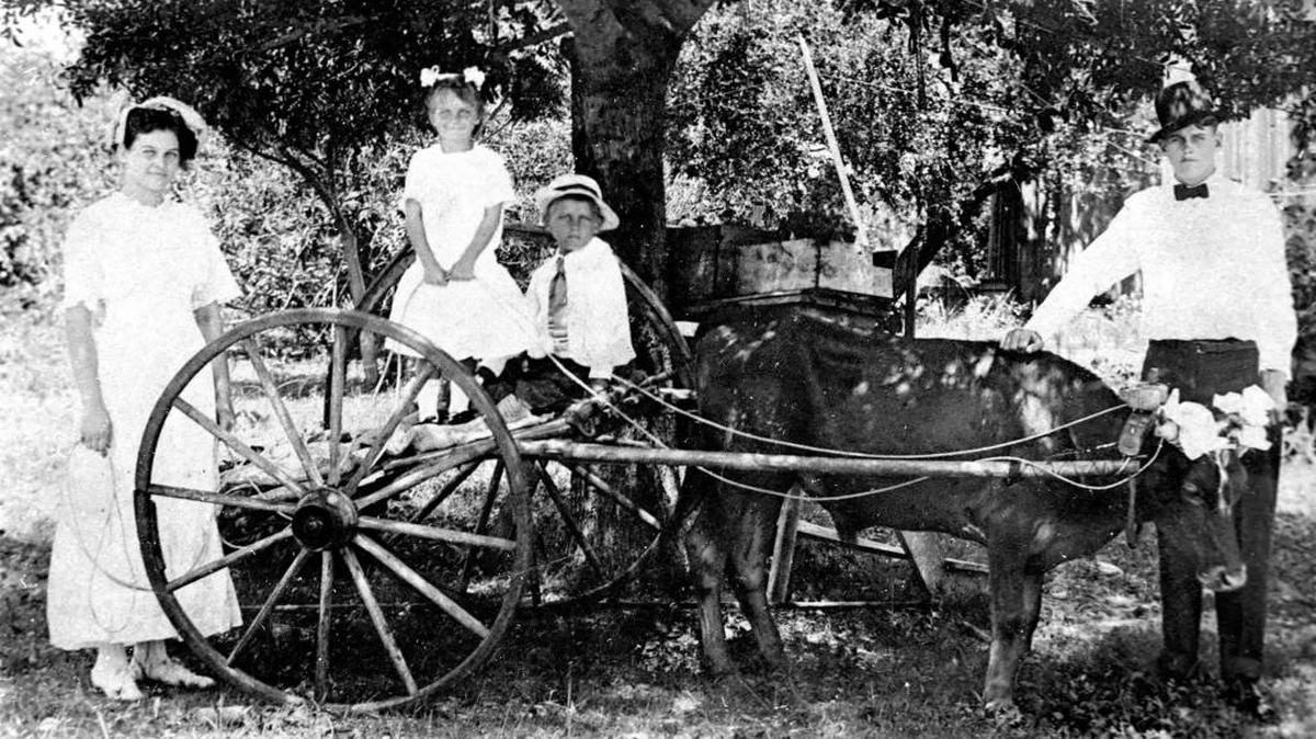 The children of S. Fulford pose with an oxcart in their yard on the Cortez waterfront. From left to right are Katherine, Helen, and unidentified boy and John.