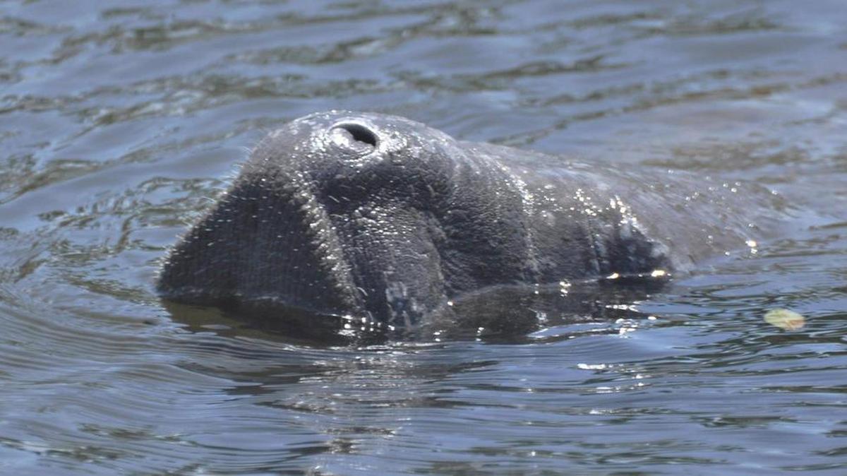 A manatee comes up for air while swimming at Portosueno Park, off Palma Sola Bay in Bradenton in April 2016.
