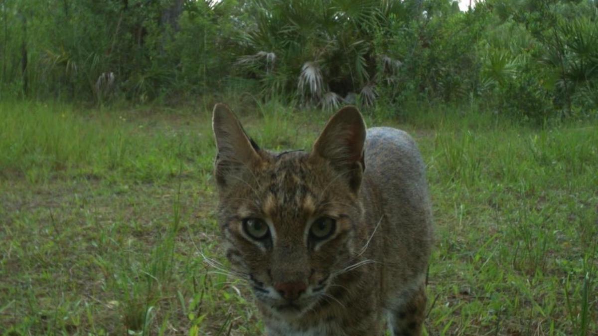 A bobcat looks into a game camera at Big Cypress National Preserve in June 2014.