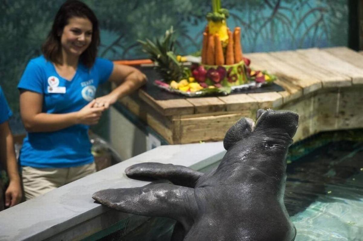 Snooty wows the crowd on his birthday shortly before his death at the South Florida Aquarium.