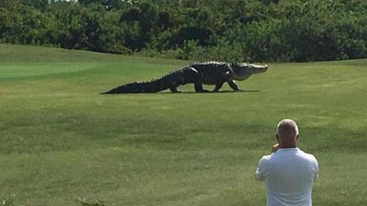 A giant alligator was recently spotted prowling the grounds of Buffalo Creek Golf Course in Palmetto
