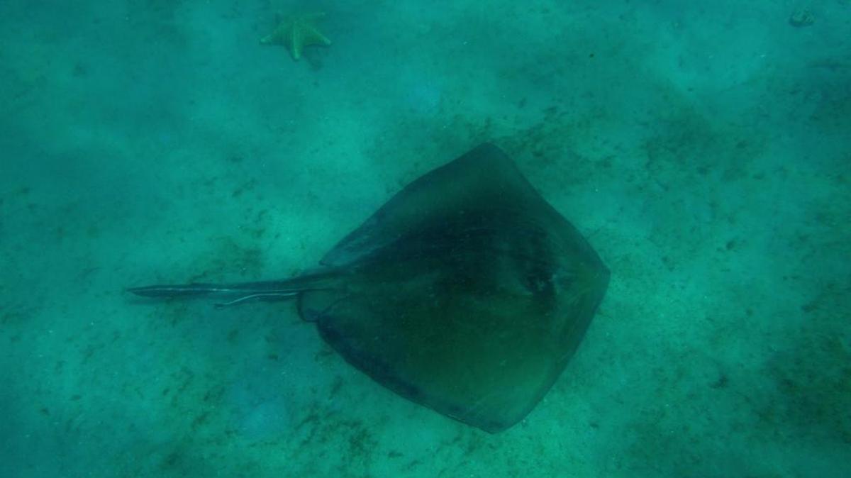 Southern stingray