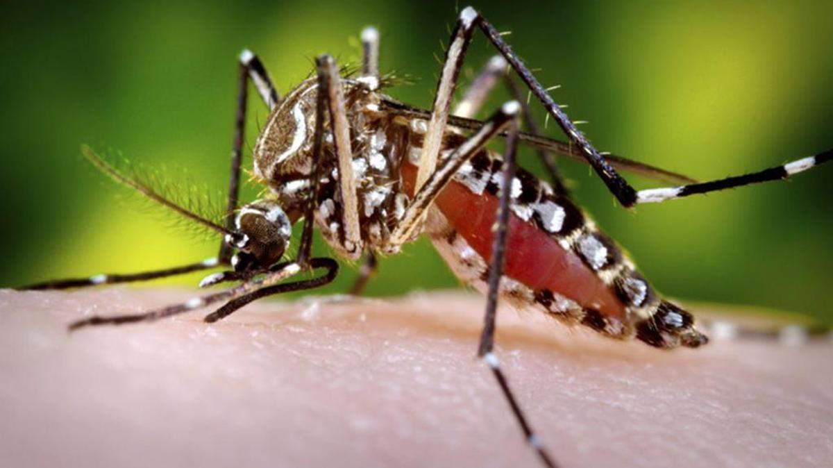 The Aedes aegypti mosquito can infect humans with the Zika virus when it takes a blood meal.