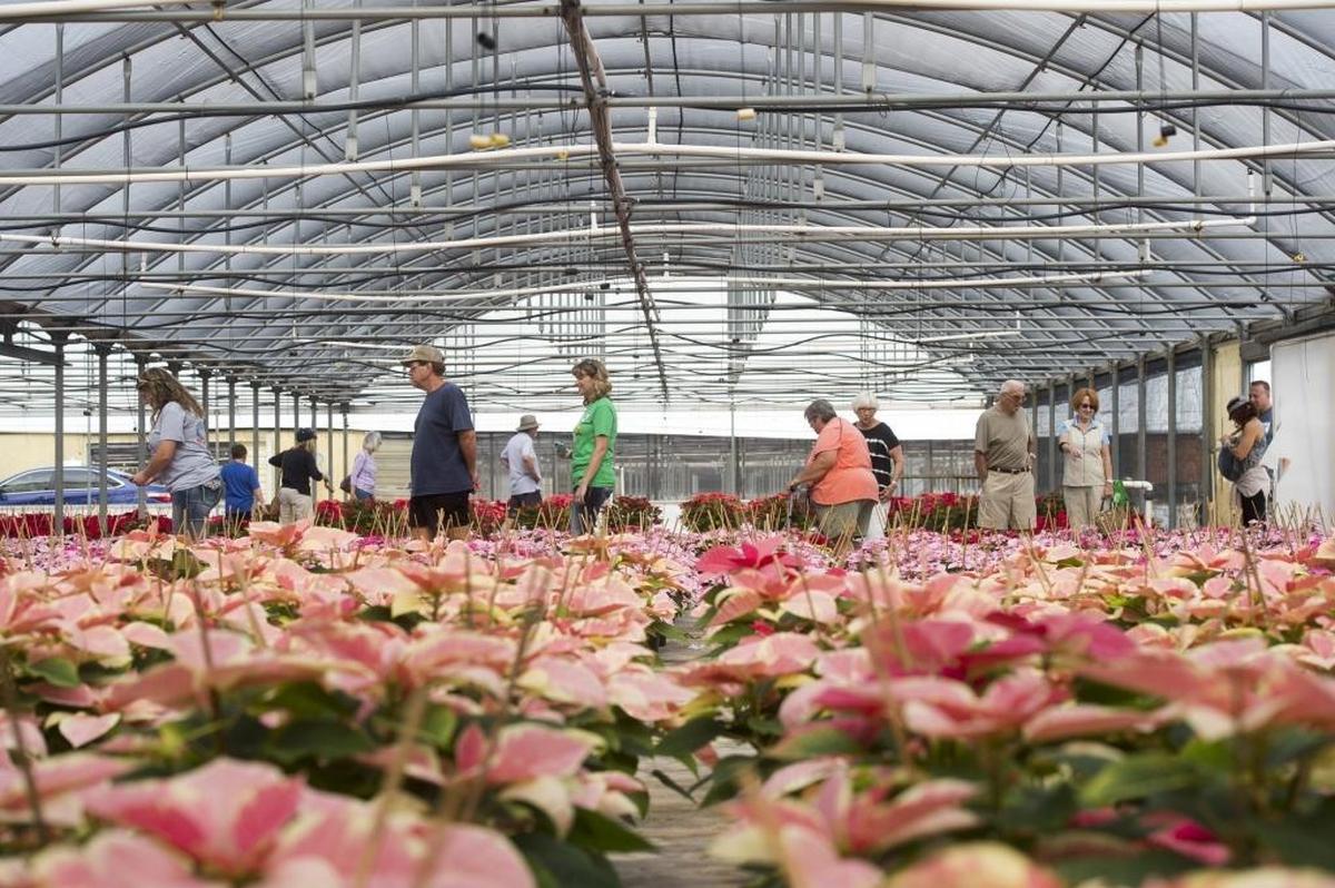 Guests browse thousands of poinsettia plants during the annual Orban’s Nursery open house.