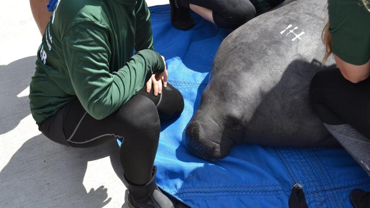 Ice Cube was returned to the wild Monday after 20 months of rehabilitation at the South Florida Museum.