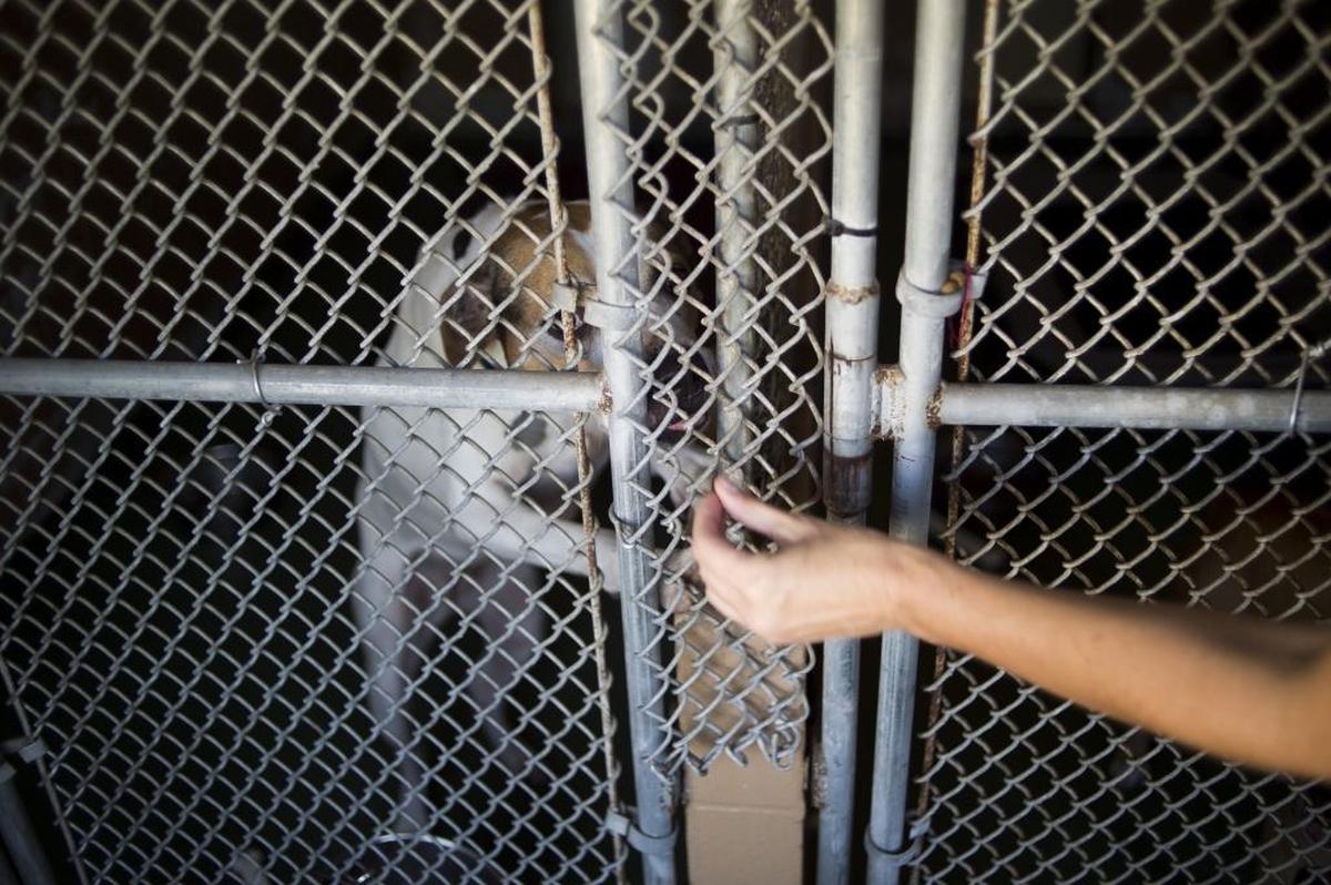 Kassandra Zess-Pagel of Friends of Manatee County Animal Services hands a treat to a dog under care of the Manatee County Animal Services building in Palmetto.