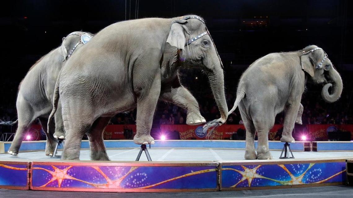Feld Entertainment to hold Monday news conference to discuss closing down Ringling Bros. and Barnum & Bailey Circus
