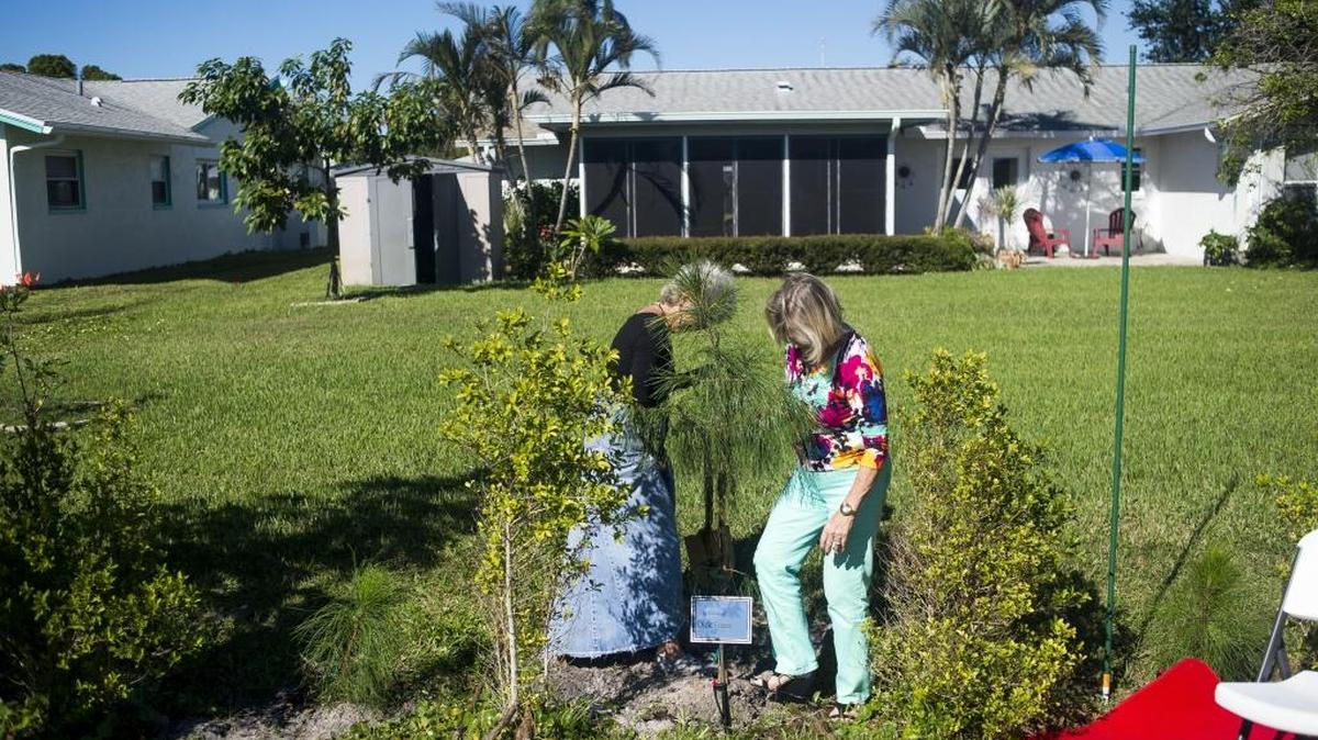 Judy Fraser plants a tree during a tree planting ceremony in honor of late Mirabella Florida resident Dick Fraser on Wednesday afternoon at Mirabella Florida in Bradenton.