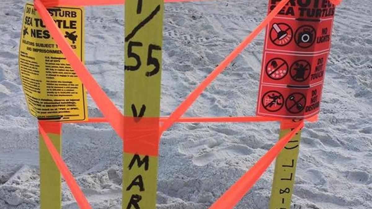 One of the 450 sea turtle nests marked on Anna Maria Island in 2017. Anna Maria Island Turtle Watch said stakes for 28 nests were washed away during Tropical Storm Emily on Monday.