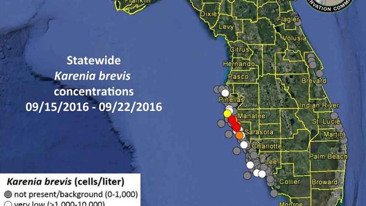 The FWC’s weekly red tide reading from Sept. 15 to 22 shows three areas in Manatee and Sarasota counties with high concentrations of red tide.