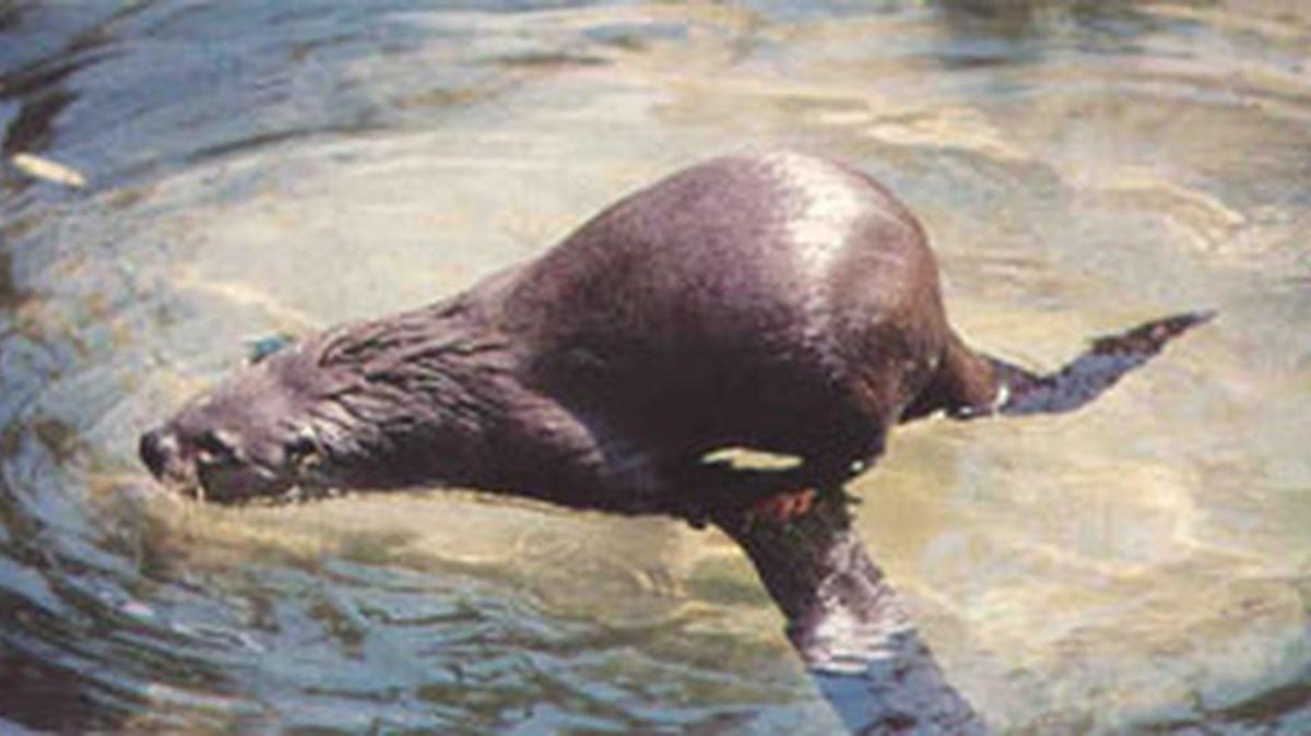 Florida Fish and Wildlife Conservation Commission officials received reports of a river otter, similar to the one pictured, attacking kayakers along the Braden River over the weekend.