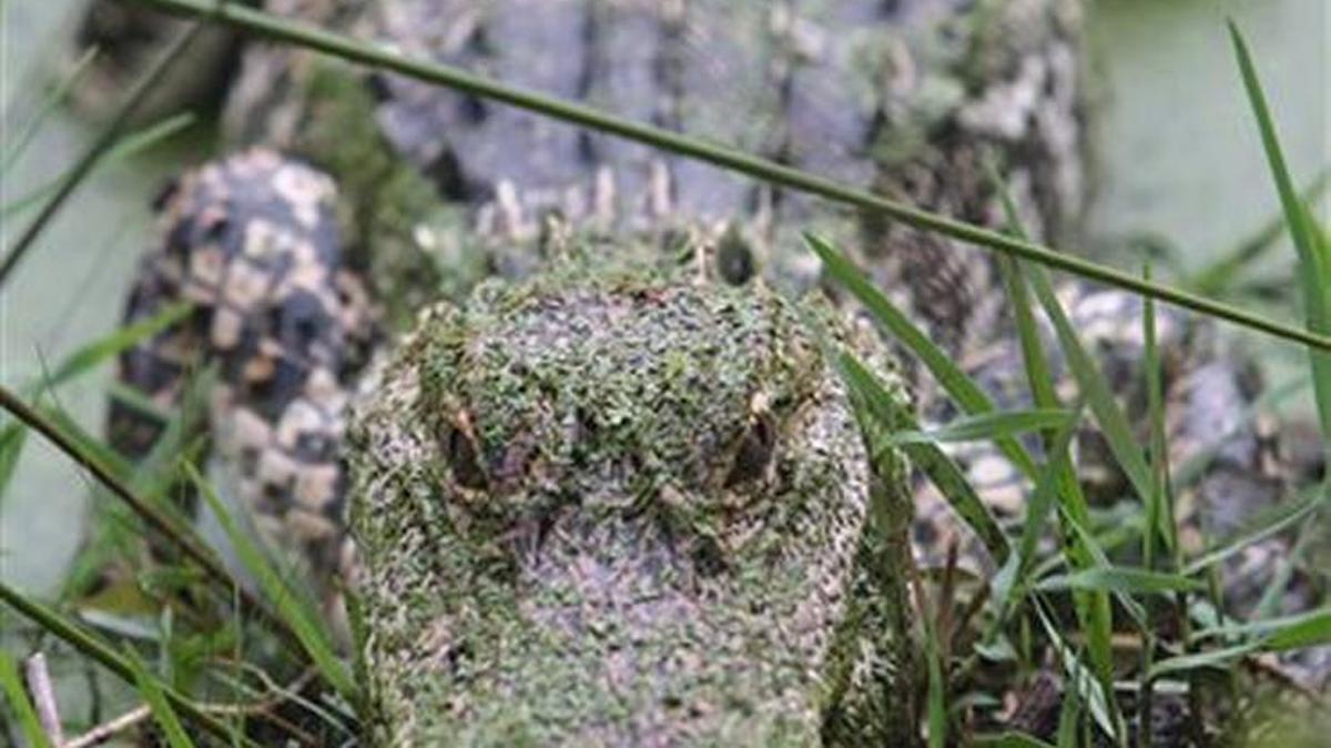 Alligator in Florida