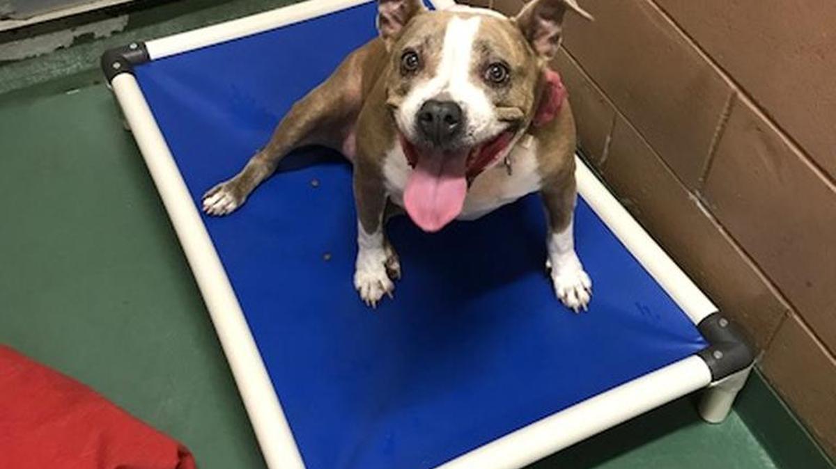 Candy, a dog at Manatee County Animal Services, sits on a new bed after Friends of Manatee County Animal Services event last Saturday.
