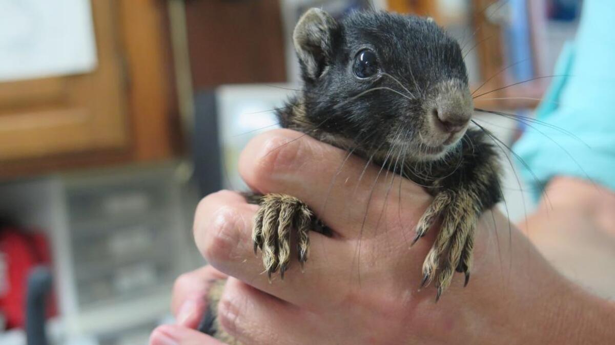 Murray Miller with Wildlife, Inc. holds a fox squirrel at the nonprofit’s headquarters in Bradenton Beach. The nonprofit is looking to expand its facility.