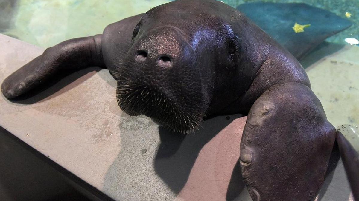 Snooty the manatee turned 68 years old on July 21, the oldest known living manatee in captivity.