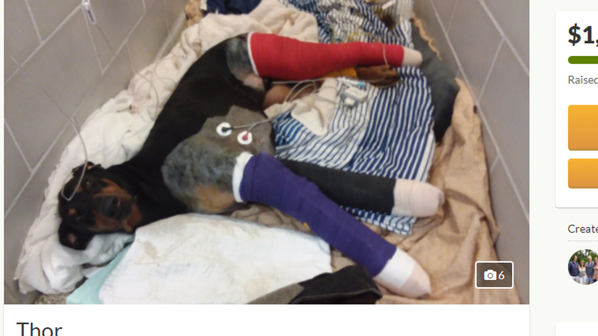 A Massachusetts man was arrested Thursday when he tried to rush his dog, Thor, to an animal hospital after the Doberman was hit by two vehicles.