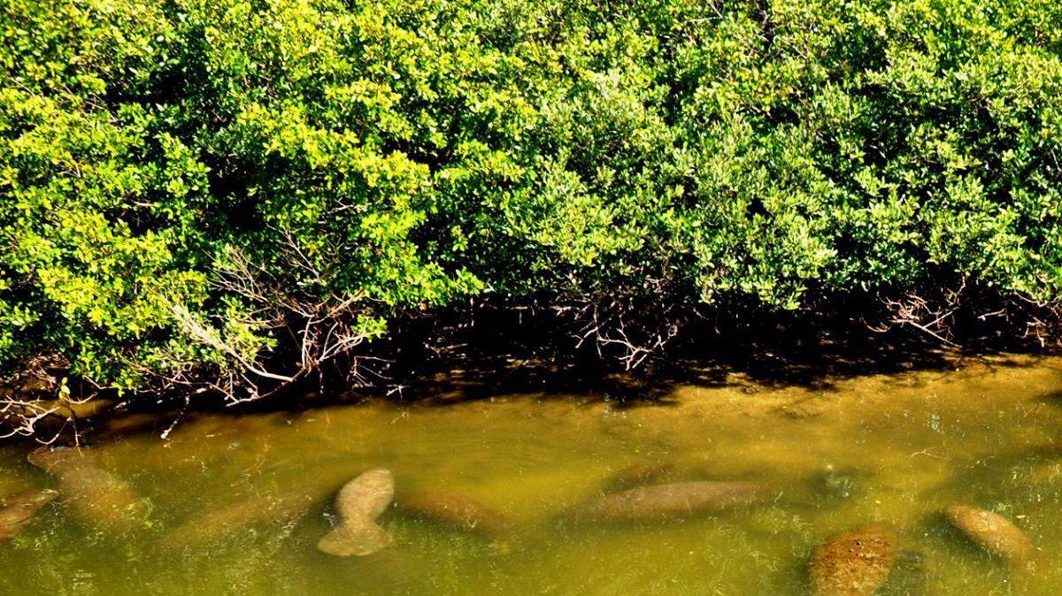 Manatee gathered in warm waters near the Big Bend Power Plant in Apollo Beach. MARC R. MASFERRER/Bradenton Herald.