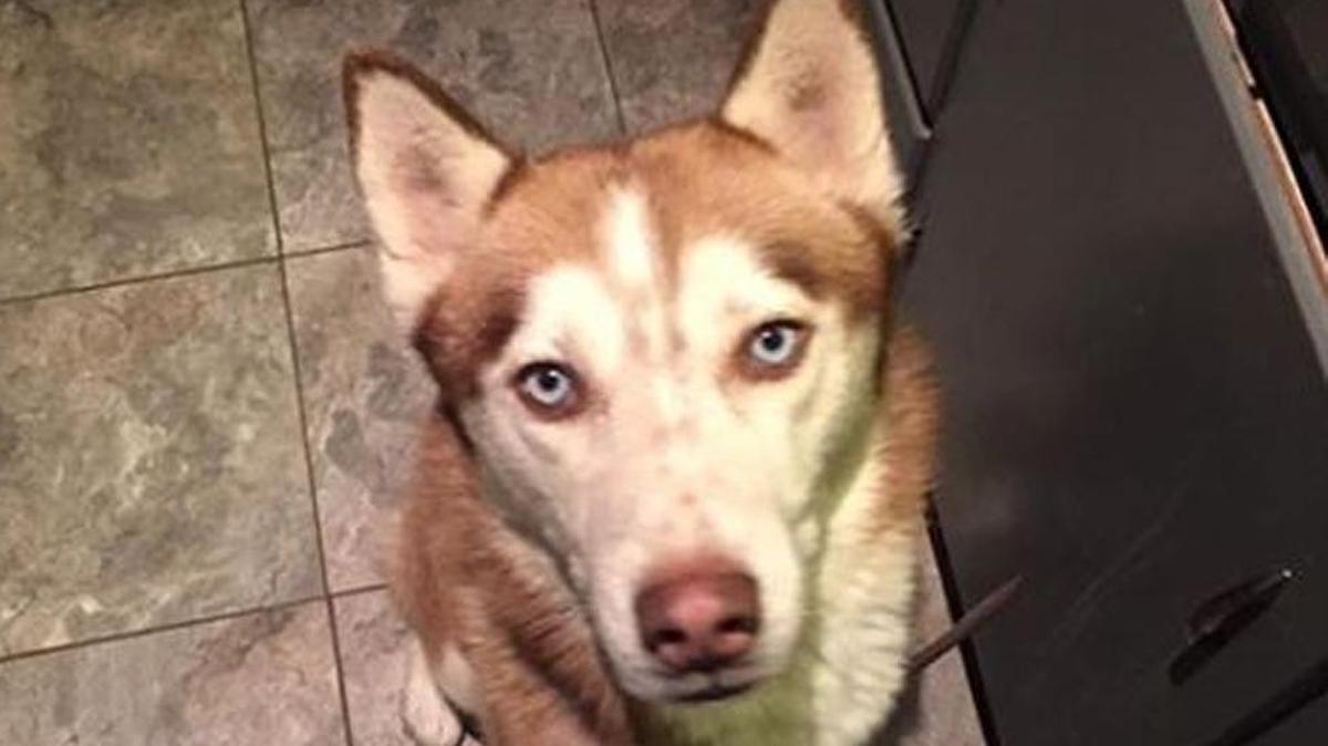 Koda made a nine-month journey from New Mexico to Kansas City.