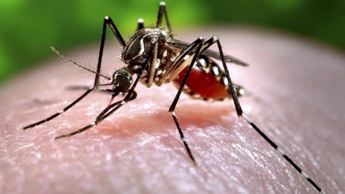 The Centers for Disease Control and Prevention is working with Texas health officials to investigate what may be that state’s first known case of local mosquito-borne Zika infection. Zika is primarily spread by the bite of an infected Aedes aegypti mosquito, pictured here, though the virus can also be sexually transmitted. Florida became the first state to report a locally acquired Zika infection in late July.