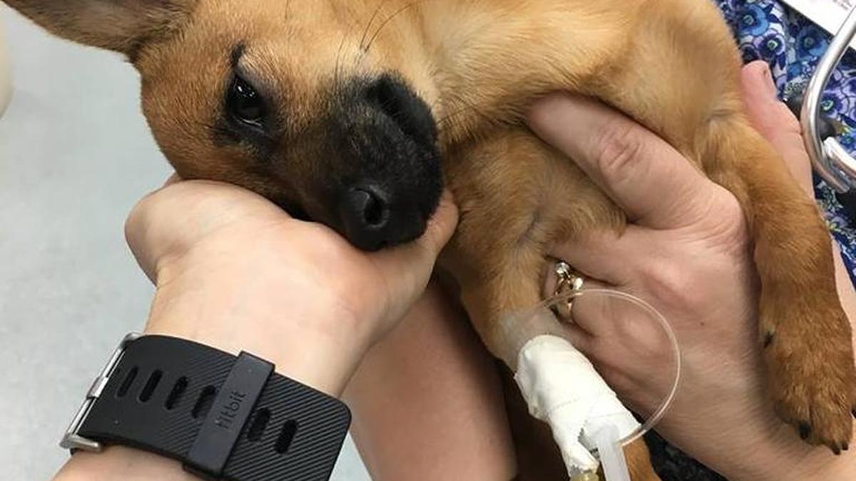 Police officers found the puppy Saturday suffering from an opioid overdose inside a truck in Texas.