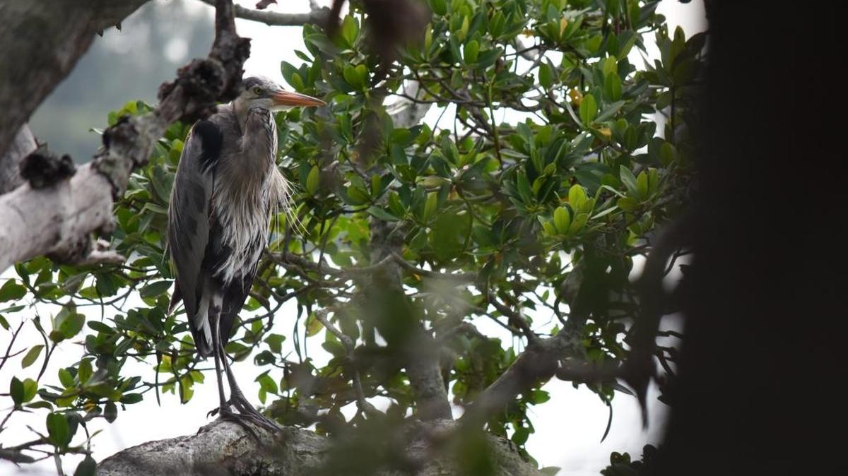In this May 2016 file photo, a great blue heron sits on a tree on Leffis Key off of Sarasota Bay.