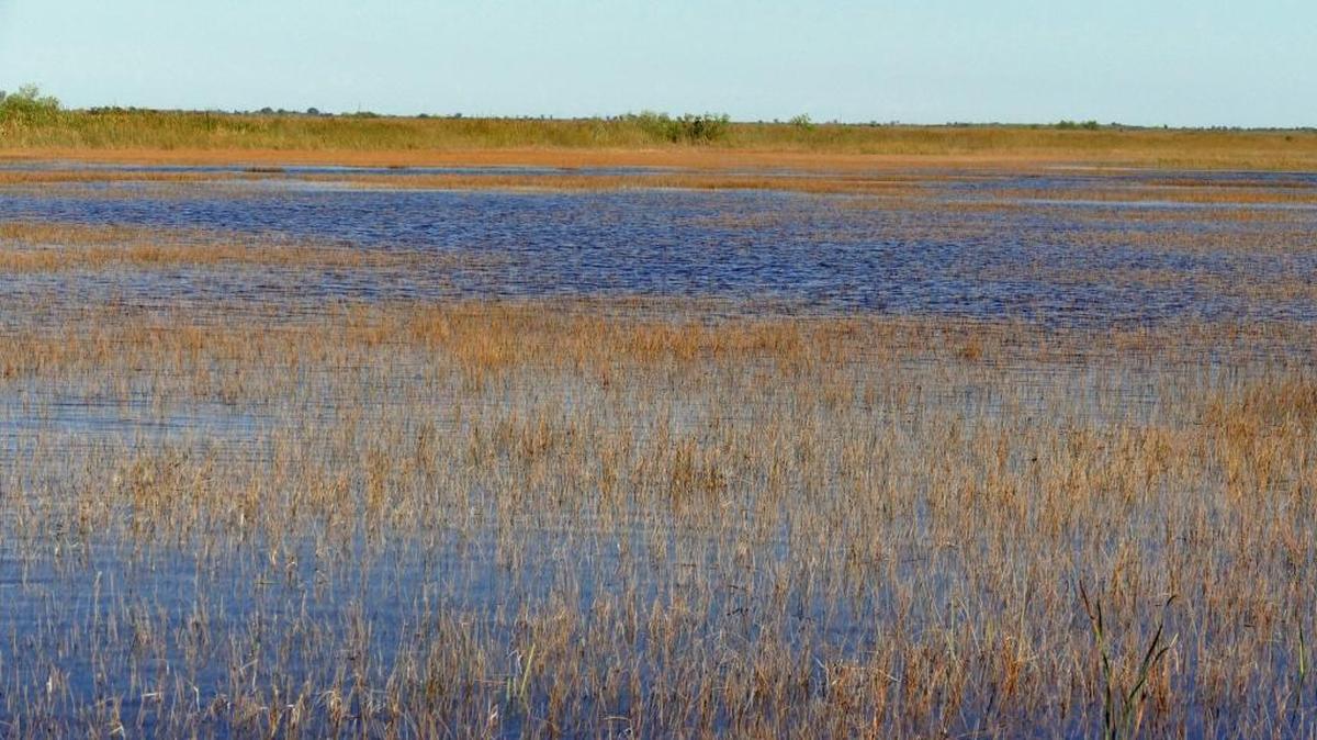 These grasses in the Everglades off of Coopertown on Tamiami Trail were likely to be submerged as water managers began dumping water from Lake Okeechobee, Thursday, Feb. 18, 2016.