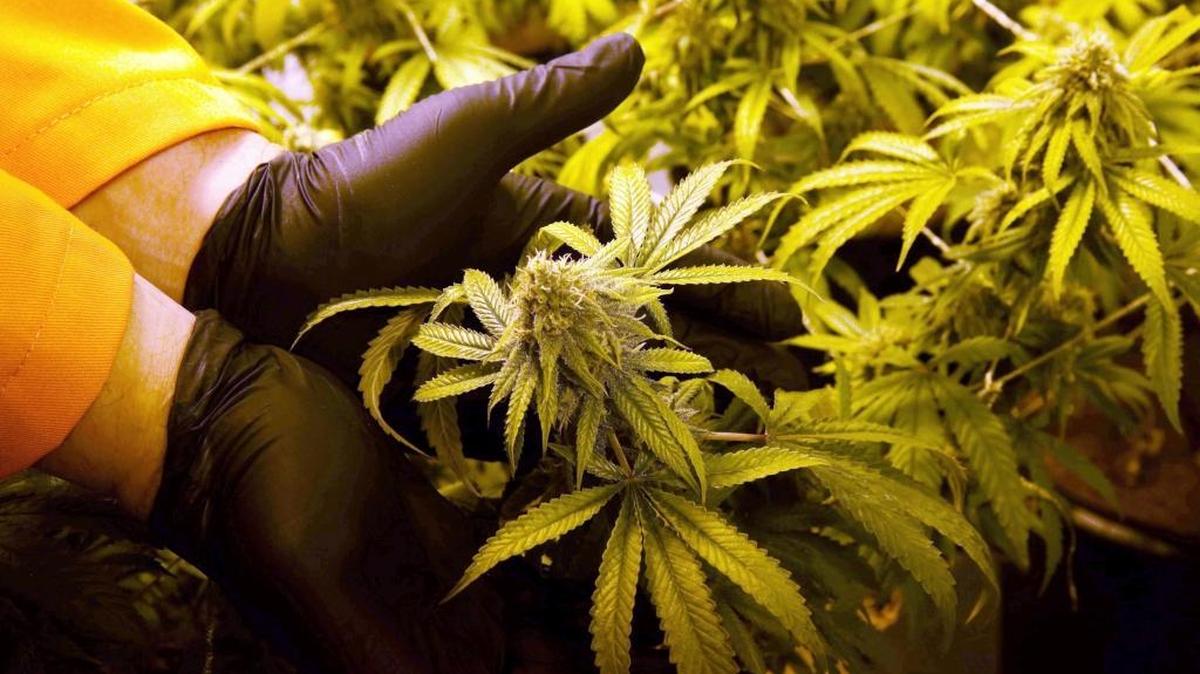 Surterra Therapeutics Cultivation Manager Wes Conner displays the fully grown flower of one of their marijuana plants at their north Florida facility, on the outskirts of Tallahassee, June 28, 2016.