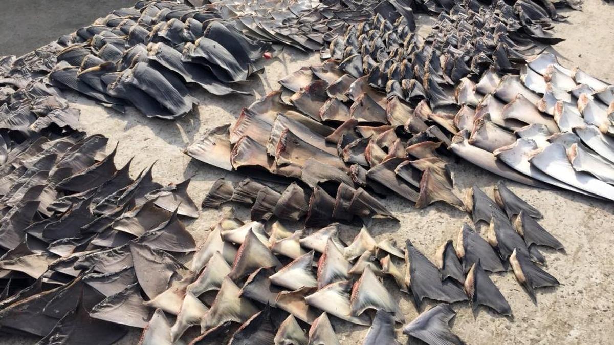 This photo released by Ecuador's Attorney General, shows hundreds of shark fins seized by the police in Manta, Ecuador, Wednesday, May 27, 2015. According to the Interior Minister of Ecuador, the police seized about 200 thousand shark fins that where about to be exported illegally to Asia. (Fiscalia General del Ecuador via AP)