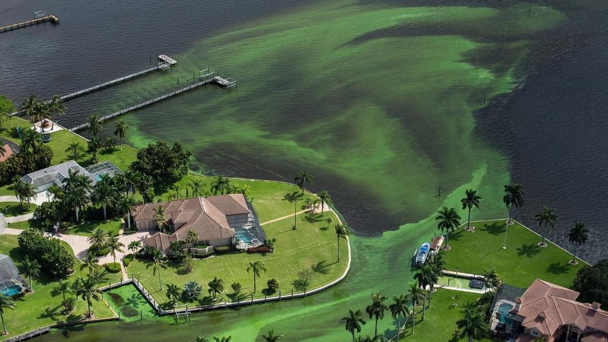 An aerial photo shows blue-green algae enveloping an area along the St. Lucie River in Stuart, June 29, 2016