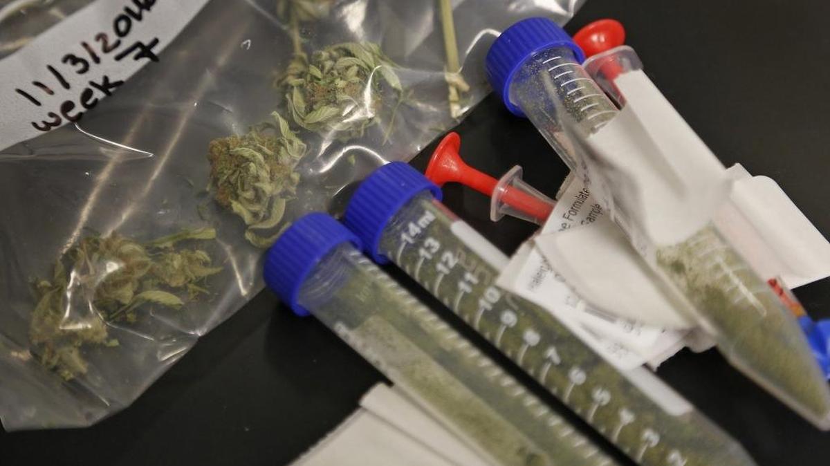 Samples of cannabis are tested for its purity inside Modern Health Concepts, a South Florida dispensary for medical marijuana that is producing medicine inside its Redland plant on Tuesday, Jan. 3, 2016.