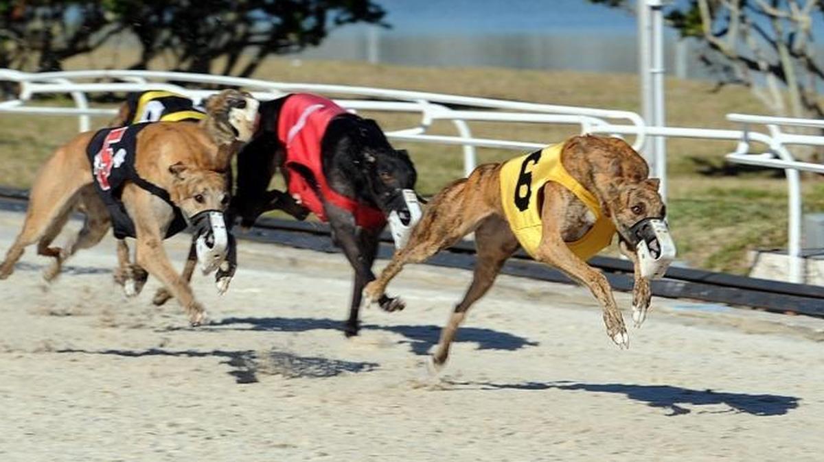 A ban on dog racing has received backing in Florida after a proposal to shut down the practice began moving Thursday through the state’s Constitution Revision Commission.
