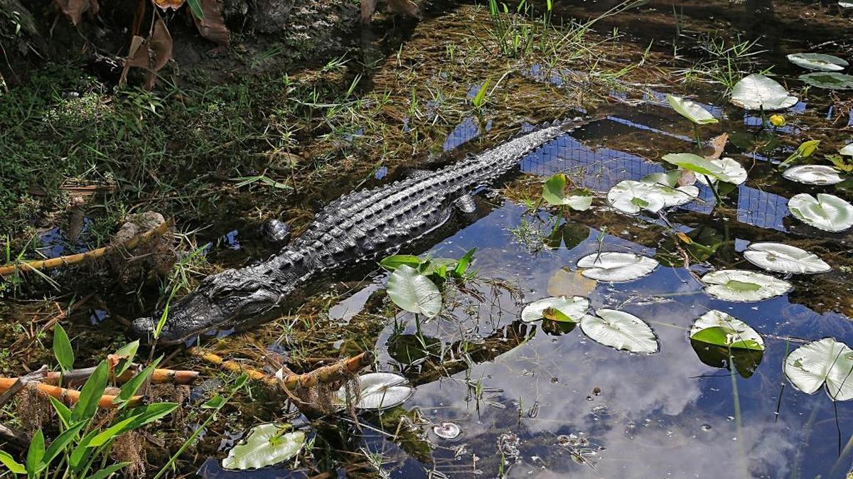 An alligator rests in the water inside a tree island in the Everglades near Tamiami Trail, Tuesday, February 7, 2017.