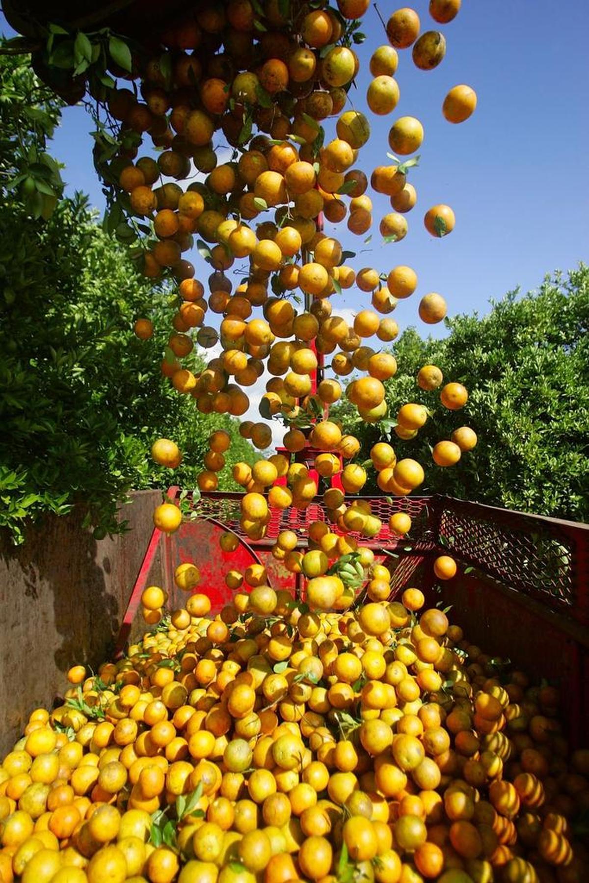 Ravaged by an insect that carries the devastating disease of greening, Florida’s citrus crop has fallen by 70 percent in two decades, and began long before Adam Putnam took office.