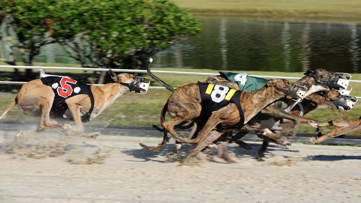 Florida voters approved an amendment to the state constitution that will ban dog racing by 2020.