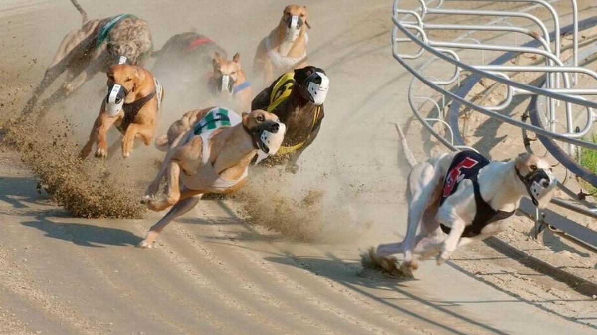 In this is a June 21, 2005, file photo, greyhounds compete during a race at Wonderland Greyhound Park in Revere, Mass.