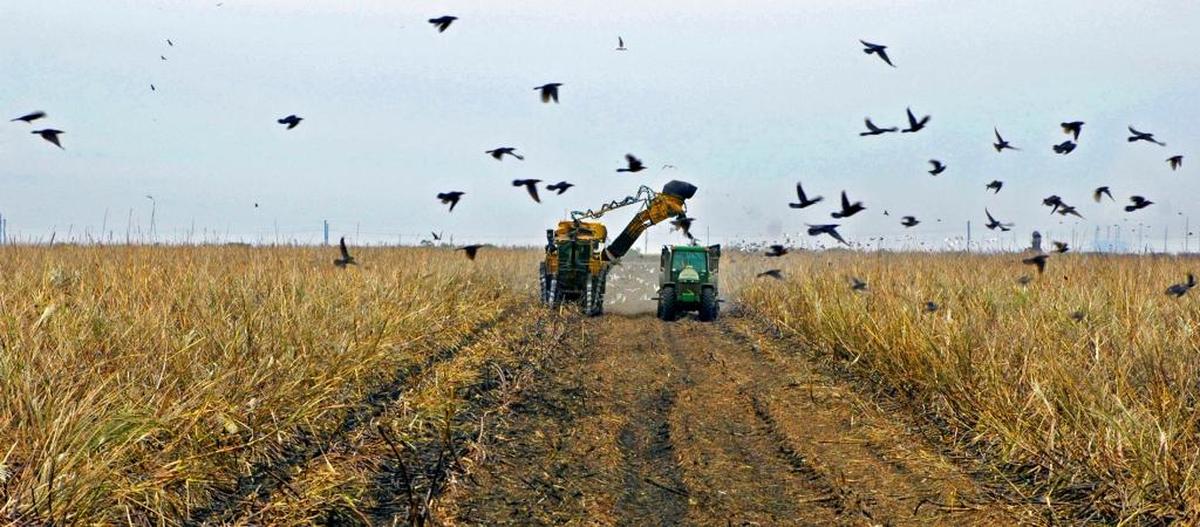 Sugar growers said higher levels at a reservoir south of Lake Okeechobee are necessary to guarantee water supply for their fields.