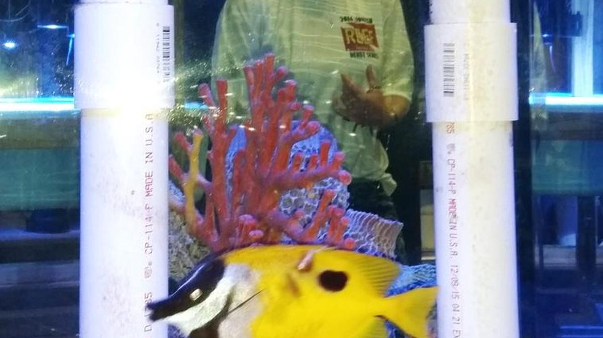 A onespot rabbitfish, native to the Pacific Ocean, finds a new home at a Miami aquarium after being captured off Dania Beach by a Key Largo dive team.