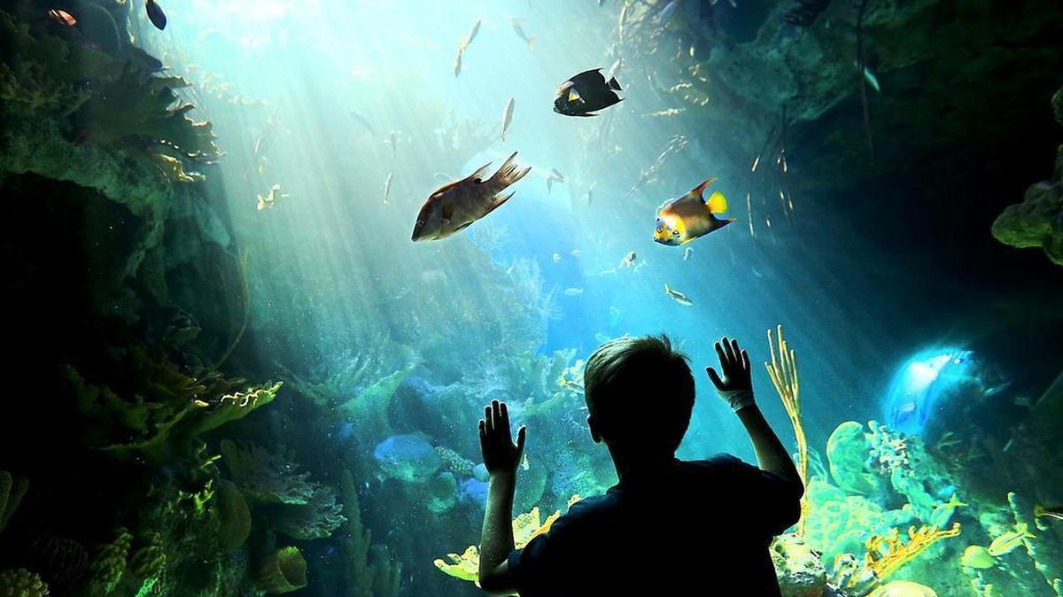 Matthew Rosales, 7, checks out the sea life during the long-awaited opening of the Phillip and Patricia Frost Museum of Science on Sunday, May 7, 2017.