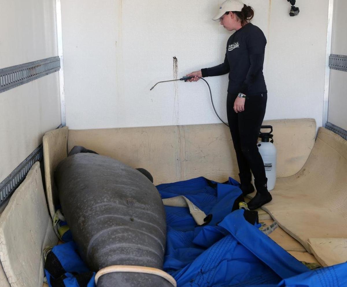 Stephanie Nieves waters down manatee Junebug before her release Thursday. After three years of rehabilitation in Miami and Ohio, Junebug will be released in a “warm water site” in Tampa.