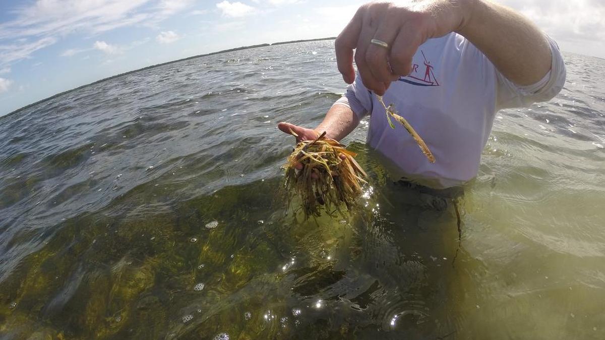 Audubon Florida biologist Jerry Lorenz holds a stalk of dead seagrass. Since last summer, about 40,000 acres of seagrass have died, wiping out critical habitat for the bay’s marine life.