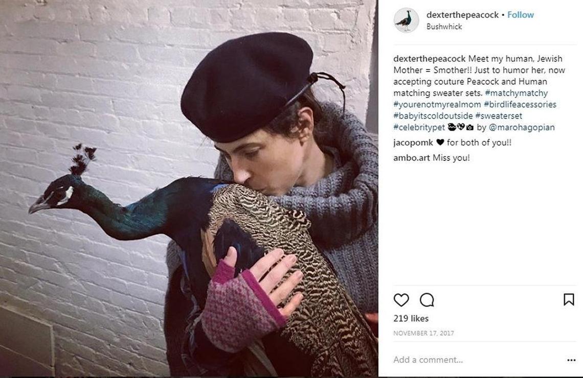 Dexter the Peacock and his s’mother, the Brooklyn artist Ventiko, pose for an Instagram shot in November 2017.